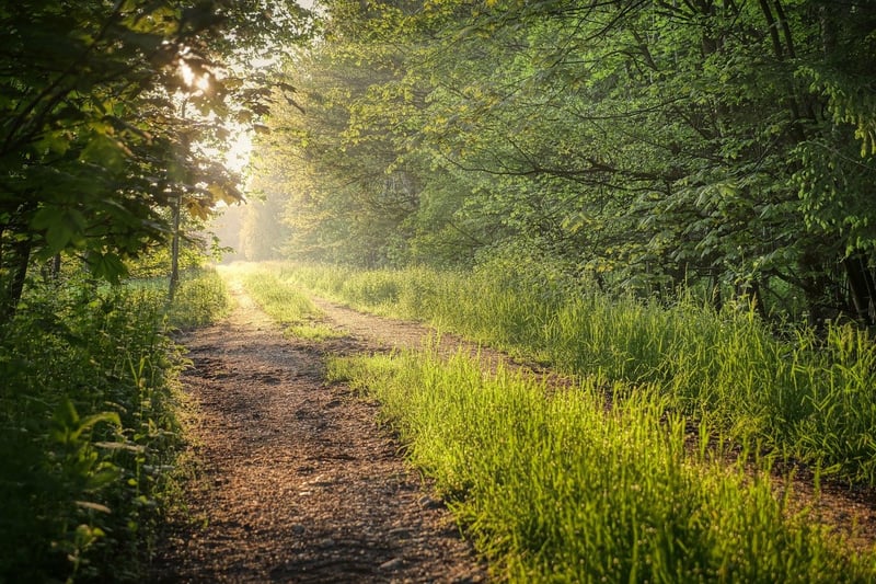 Hidden Path in the Forest